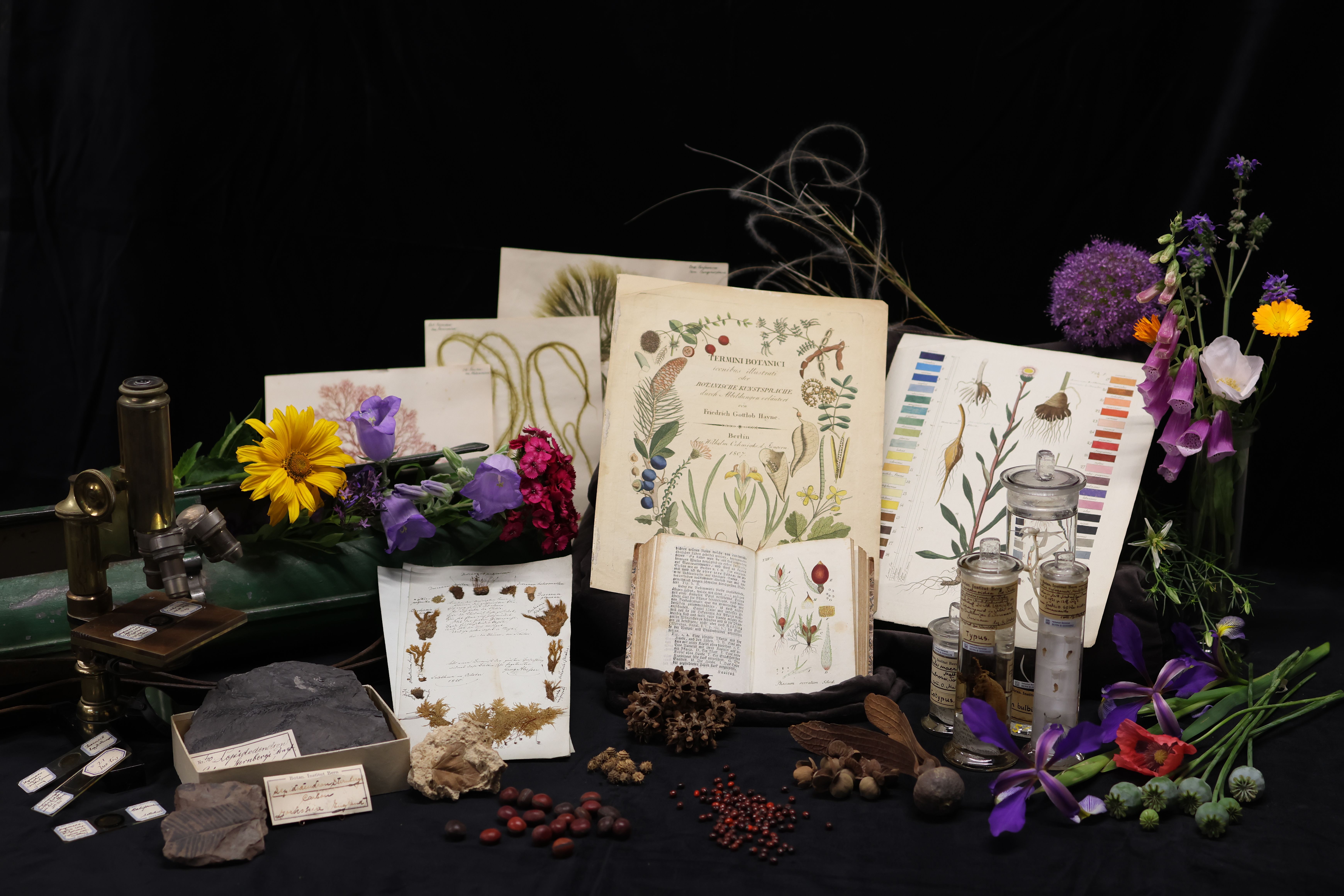 herbarium