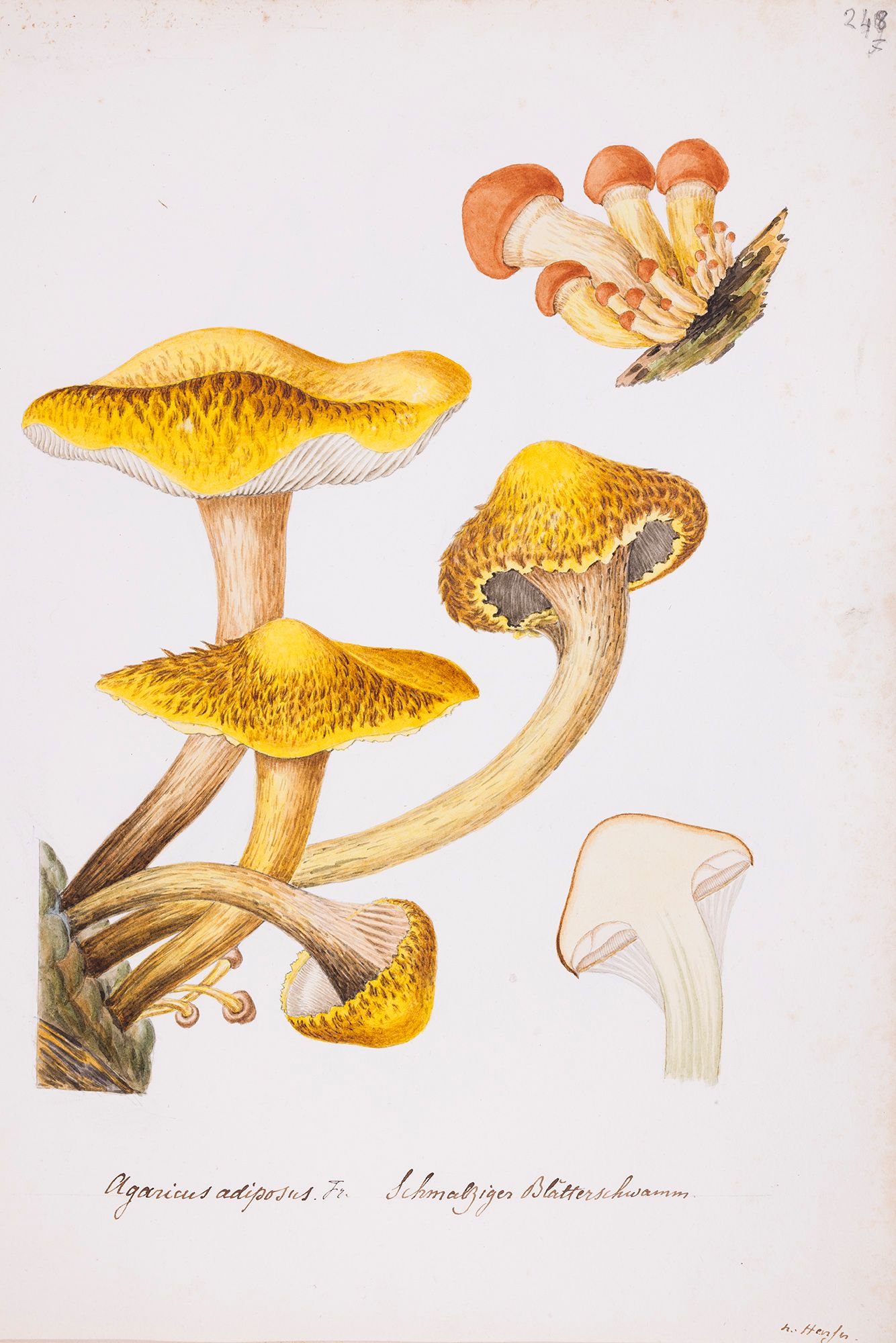 agaricus adiposus