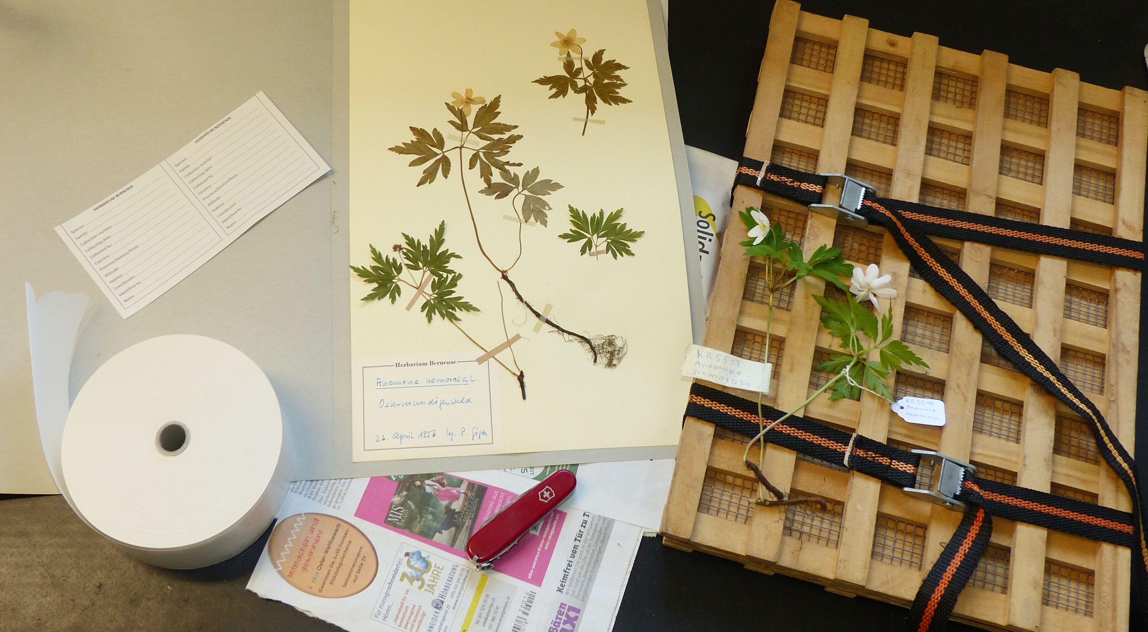 herbarium