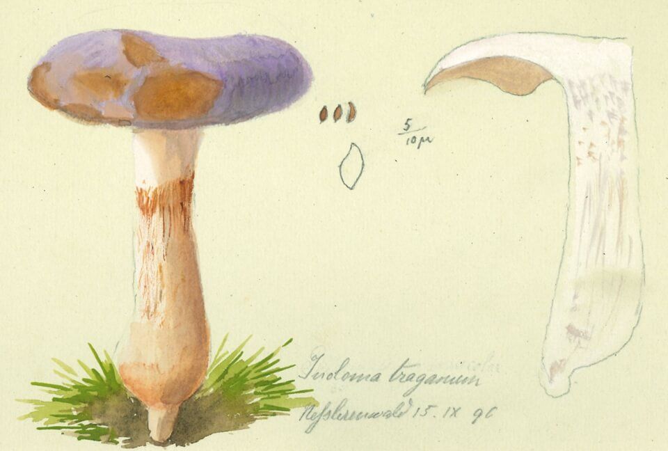 Cortinarius traganus